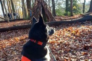 Kylo unterwegs: Ein Lerntag im Wald mit der 8. Klasse