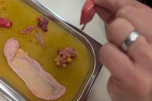 Präparation von Suppenhühnern – Lernen mit Skalpell und Neugier