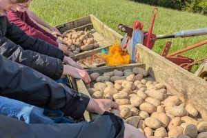 Kartoffeln statt Klassenzimmer