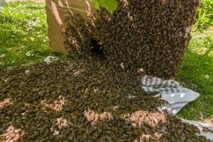 Bienenschwarm im Grünen Klassenzimmer sorgt für Staunen